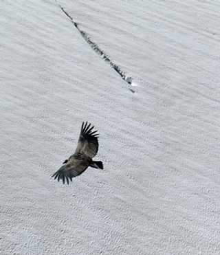 actividades recreativas, avistaje de aves, tronador, pampa linda